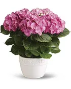 Hydrangea Pink