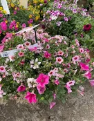 Patio Pot Planter