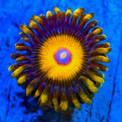 Scrambled Eggs Zoanthids