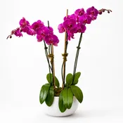 Orchid 4