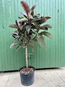 14" burgundy ficus - rubber tree — the plant gays