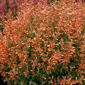 Agastache ‘Summer Sunset’