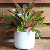 Aglaonema Red Siam Auroral