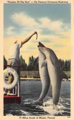 Islamorada Florida Theater Of The Sea Aquarium, Linen, Vintage Postcard U26761