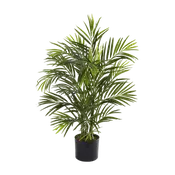 2.5 ft. Breeze Grove Palm