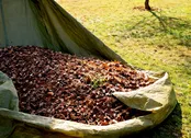 Yard Waste Drop-Off