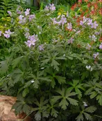 Cranesbill 'ESPRESSO' (Geranium) - 1 gallon