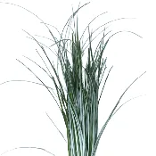 Bear Grass