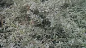 Dwarf Mirror Plant, Coprosma