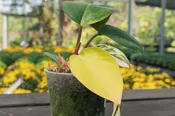 Yellow Congo Philodendron — Wilson Plant Co — Wilson Plant Co