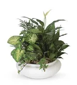 LARGE DISH GARDEN