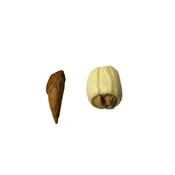 Adam & Eve Root — Motown Witch