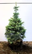 Abies concolor
