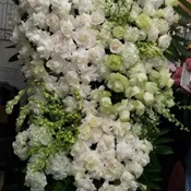 Sympathy Spray 2