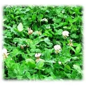 Alice Clover – Perennial
