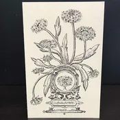 Andrea Strongwater Black & White 1983 "Gaillardia Pulchella" 5.5x8.5 Notecard