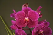 Award Winning Blooming Size Sun Loving Vandas! — Motes Orchids
