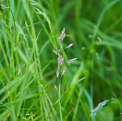Hancock’s Forage Fescue Grass Seed - Certified