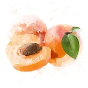 Apricot