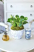 CALABASAS CHARMING BABY RUBBER PLANT