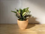 Aglaonema Hyb. Sparkling Sarah — Mother Co., Plants