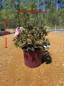 Autumn Twist Azalea