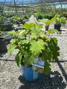 Toy Soldier Oakleaf Hydrangea