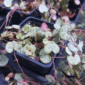 Ceropegia woodii ‘String of Hearts’