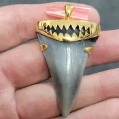 18K Gold Plated Cap Extinct Great White Tooth Necklace Pendant – EGWGLDCAP-9