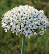 Alliums – nigrum