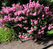 Pink Hopi Crape Myrtle Trees