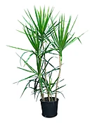 Dracaena Marginata