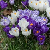 Hokus Crocus™ Blend (25 bulbs) — Hidden Springs Peony Farm