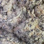 Banana Cream Pie (Hybrid)