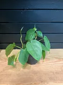 Philodendron ‘Green Leaf’ 4” Pot — YELO APLE