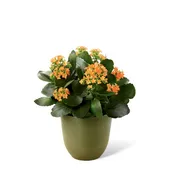 The FTD® Kalanchoe