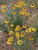 Rose Creek GAILLARDIA ARISTATA, Indian Blanket Flower 3.5″ pot