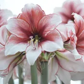 Amaryllis Bulbs