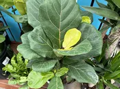 10" Ficus Pandurata Lyrata Bush