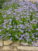 Eupatorium coelestinum (Hardy ageratum) Plants