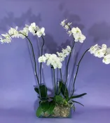 Orchid & Planter