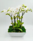 Multiple Mini Orchids