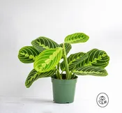 Maranta Red Prayer Plant