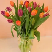 Field of Tulips - 20 Orange and Purple Tulips in clear glass vase - F03-44