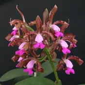 Cattleya leopoldii 'Orchidglade' AM/AOS  x Cattleya leopoldii 'Mendenhall' AM/AOS