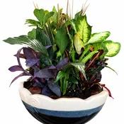 Graceful Garden