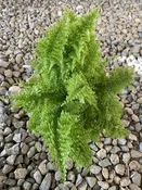4″ Fern, Cotton Candy