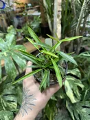 Hoya Longifolia 'String Bean' — Seattle Plant Daddy