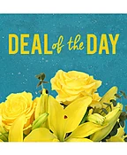DEAL OF THE DAY