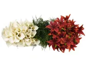 Asiatic Lilies, Calla Lilies & Pine Combo Box
